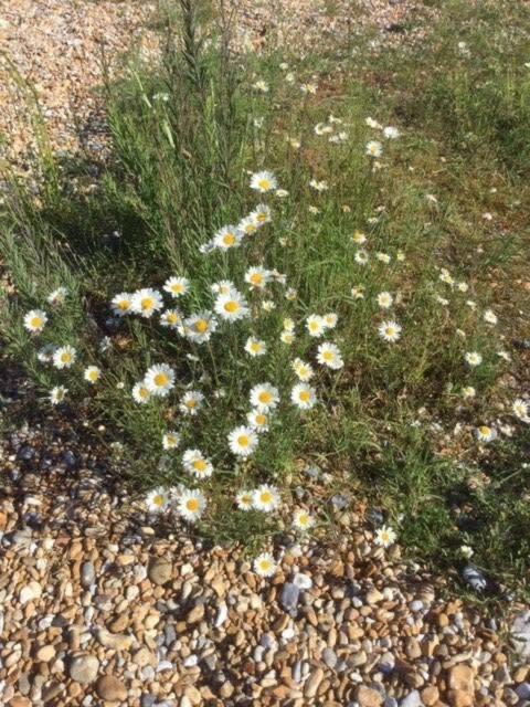 דיל Mariner'S Cottage - On Kingsdown Beach מראה חיצוני תמונה